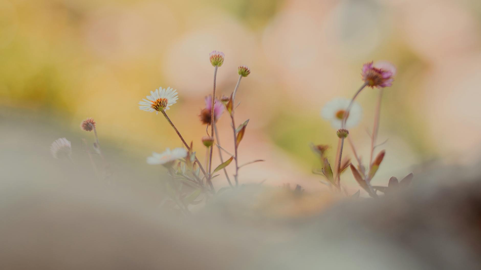 Despertar do jardim - as primeiras camélias e o que florescerá em breve