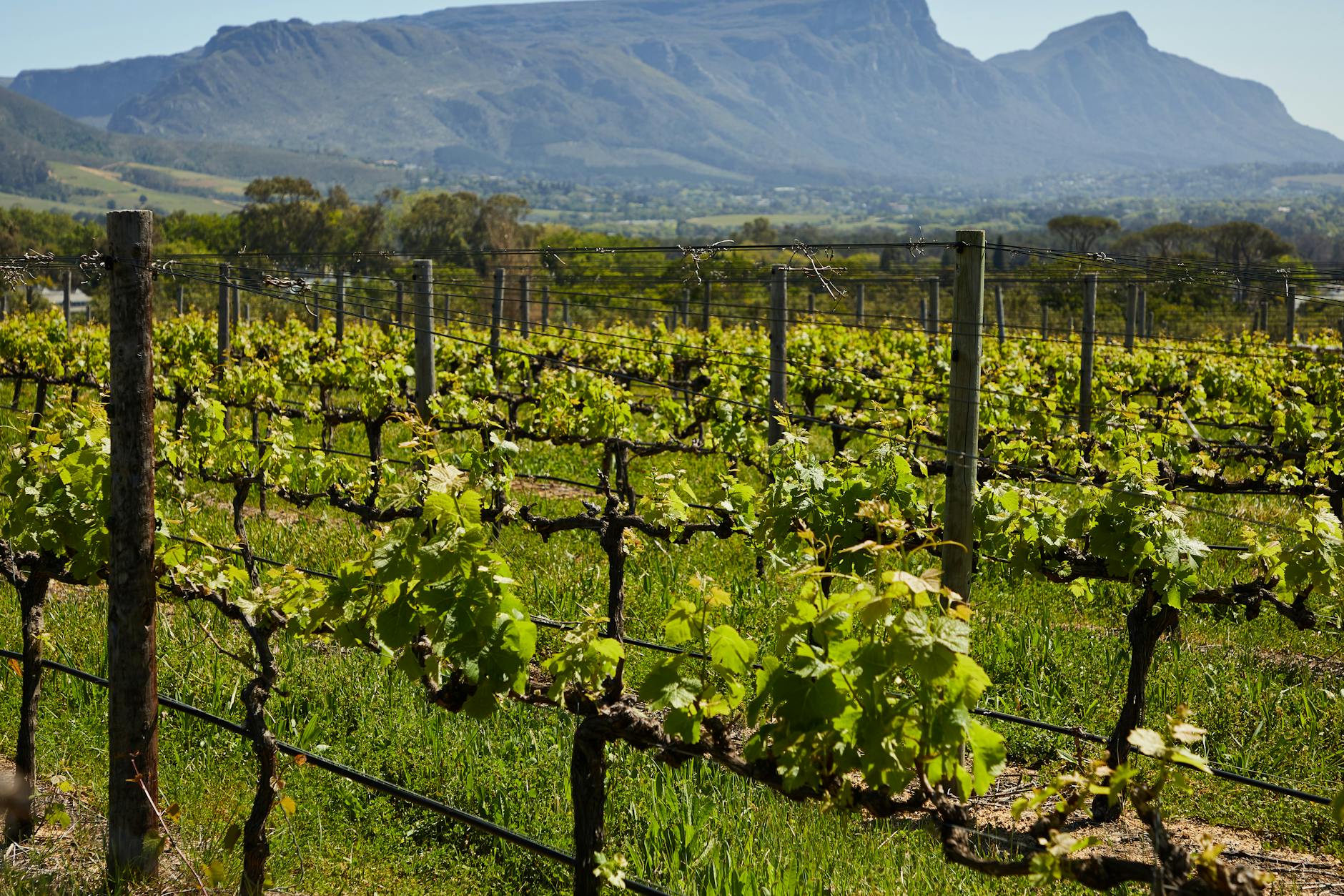 Rota dos vinhos verdes - de Monção a Melgaço, em três quintas
