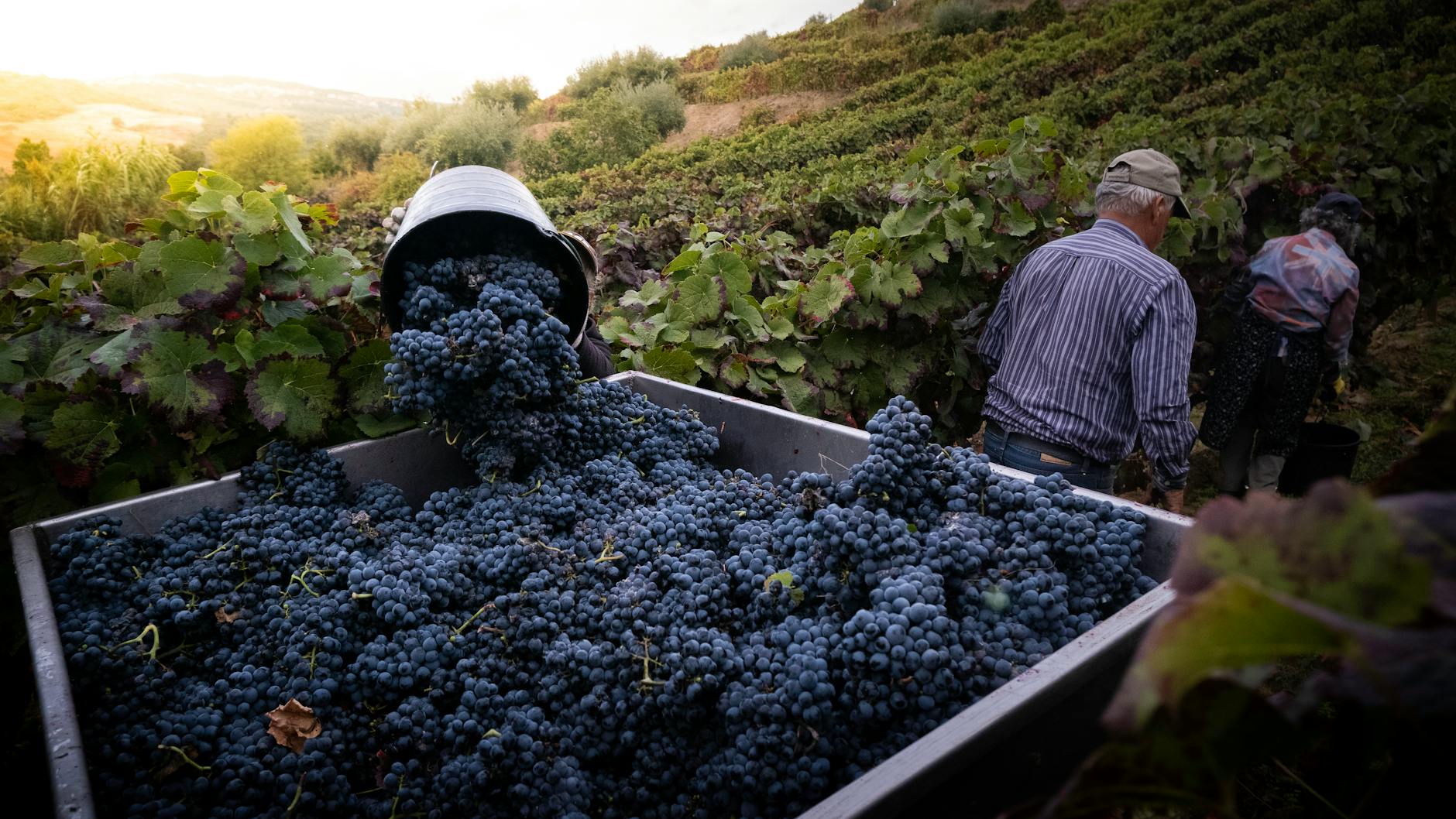 Vindima - apanhar uvas, pisar a lagar, e provar mosto fresco